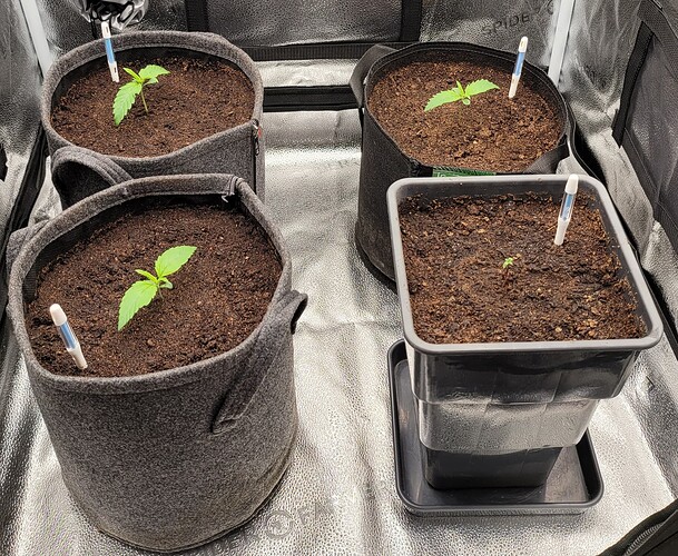 Growreport Bild 113