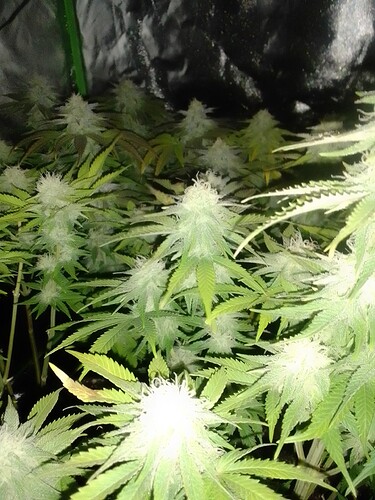 Growreport Bild 4