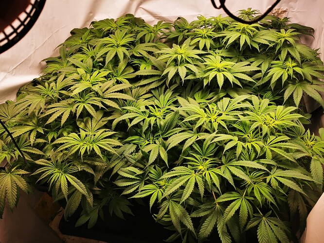 Growreport Bild 2