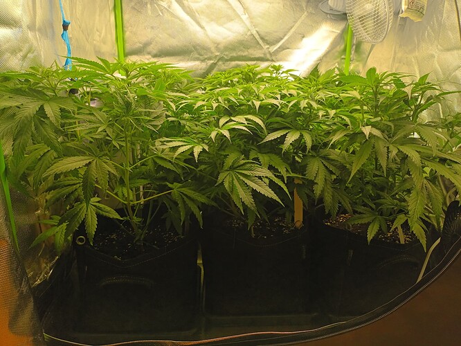 Growreport Bild 17