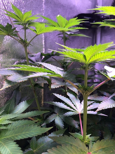 Growreport Bild 15