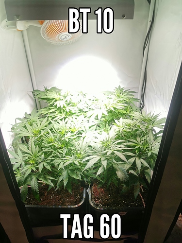 Growreport Bild 1
