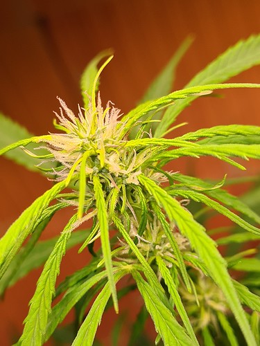Growreport Bild 3