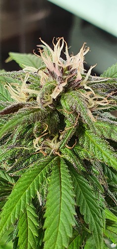 Growreport Bild 9