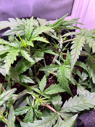 Growreport Bild 15