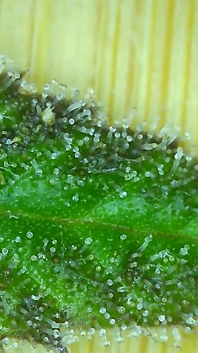Growreport Bild 4