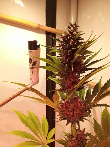 Growreport Bild 64