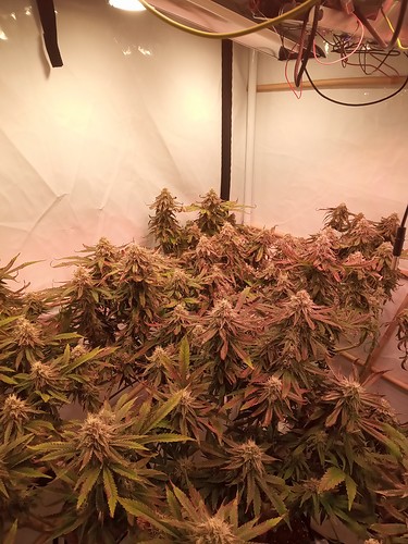 Growreport Bild 5