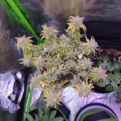 Growreport Bild 6