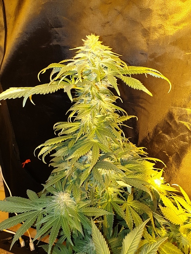 Growreport Bild 20