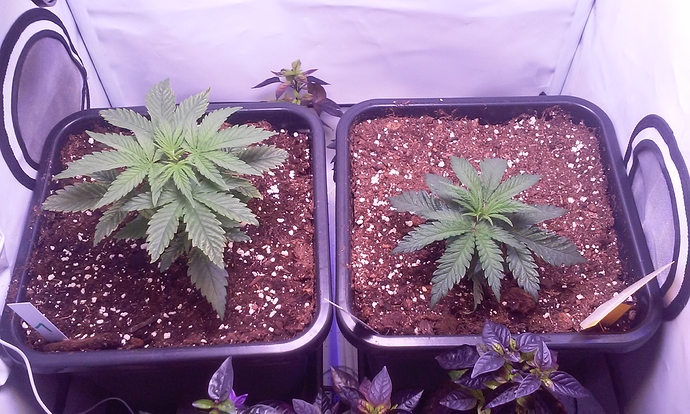 Growreport Bild 4