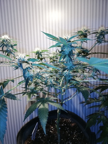 Growreport Bild 5
