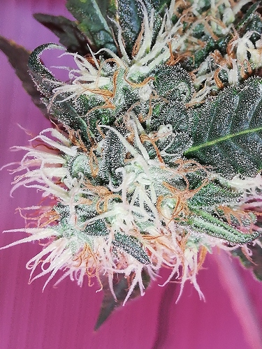 Growreport Bild 7