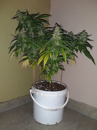 Growreport Bild 1