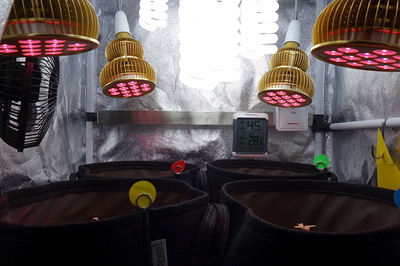 Vier Stofftöpfe mit jungen Pflanzen unter LED- und Energiesparlampen in einer Growbox. Ein Thermometer zeigt 28,5 Grad Celsius und 45% Luftfeuchtigkeit an.