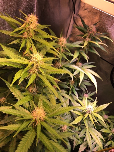 Growreport Bild 47