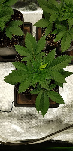 Growreport Bild 6