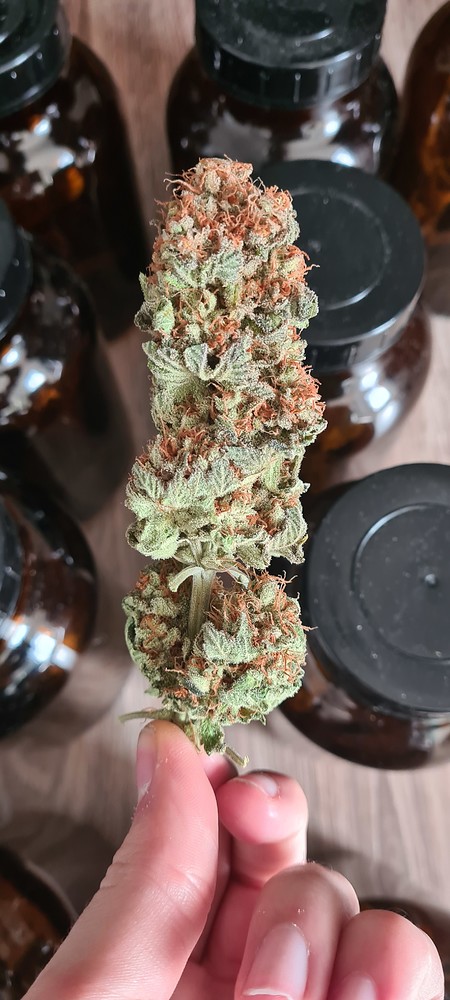 Candy Kush Express // Grow by Kleines-Hanfblatt // SOG // VT-19 // BT-60 // Das Ergebnis