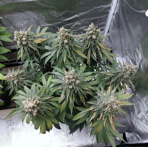 Growreport Bild 5