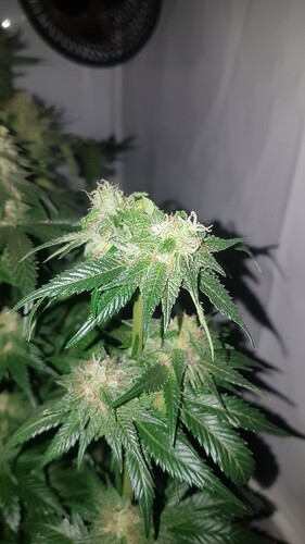 Growreport Bild 2
