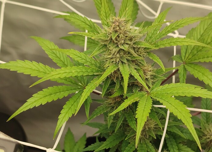 Purple Auto 1