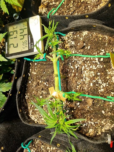Growreport Bild 4