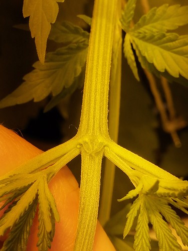 Growreport Bild 2