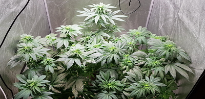 Growreport Bild 2