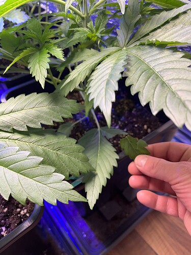 Growreport Bild 5