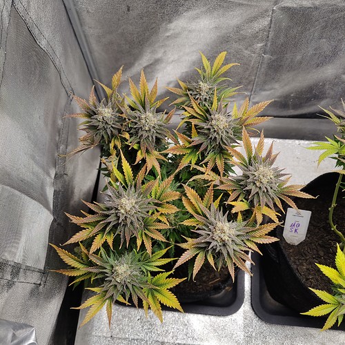 Growreport Bild 22