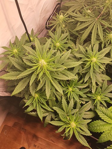 Growreport Bild 6