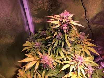 Growreport Bild 4