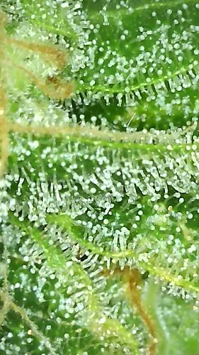Growreport Bild 6