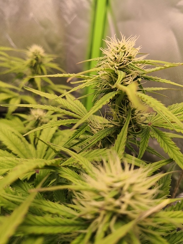 Growreport Bild 3