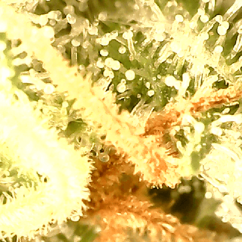 Growreport Bild 11