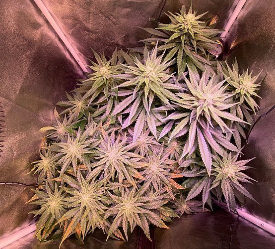Growreport Bild 2