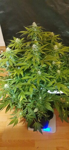 Growreport Bild 6