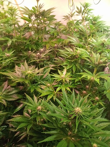 Growreport Bild 52