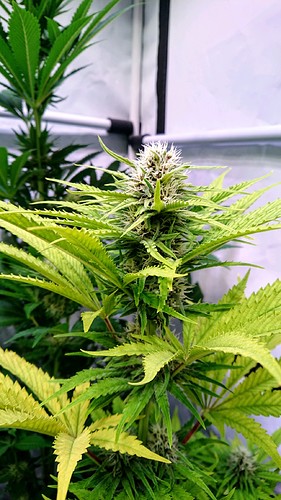 Growreport Bild 8