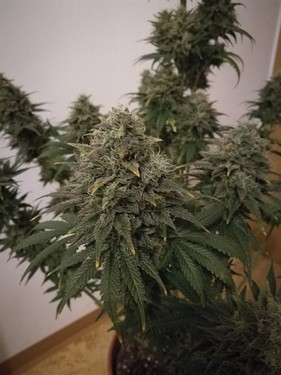 Growreport Bild 1