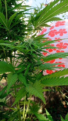 obscura1662029404372