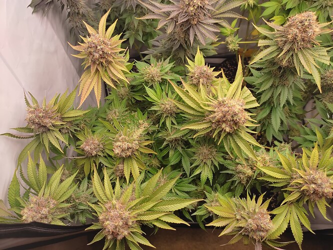 Growreport Bild 11