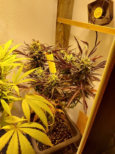 Growreport Bild 2