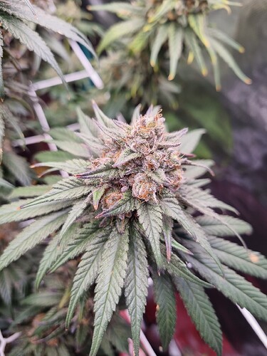 Growreport Bild 12