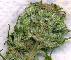 Growreport Bild 14
