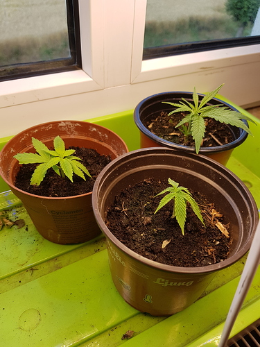 Growreport Bild 1