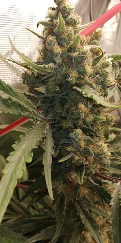 Growreport Bild 2
