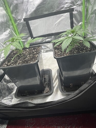 Growreport Bild 2