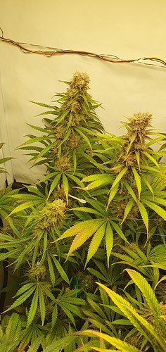Growreport Bild 21