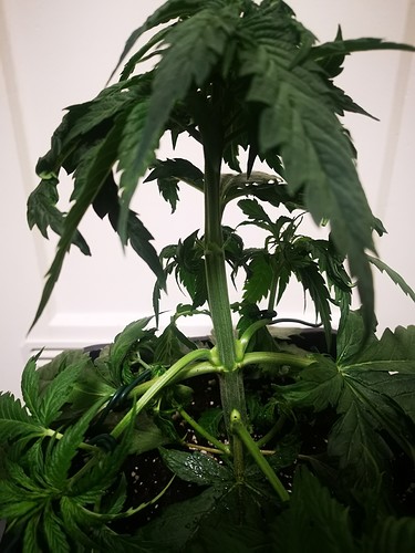 Growreport Bild 11